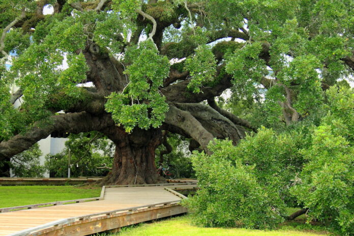 Famous mighty ancient oak in Jacksonville, Florida